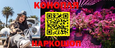 гашик Будённовск